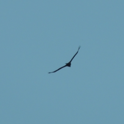 Aquila audax (Wedge-tailed Eagle) at Conder, ACT - 10 Aug 2021 by michaelb