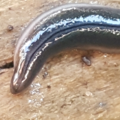 Parakontikia ventrolineata (Stripe-bellied flatworm) at Holt, ACT - 1 Sep 2021 by trevorpreston