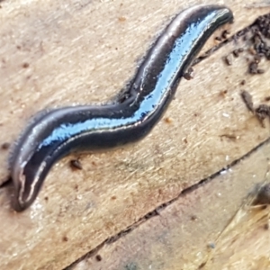 Parakontikia ventrolineata at Holt, ACT - 1 Sep 2021