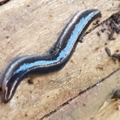 Parakontikia ventrolineata at Holt, ACT - 1 Sep 2021