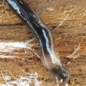 Parakontikia ventrolineata at Holt, ACT - 1 Sep 2021