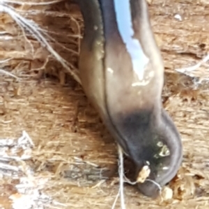 Parakontikia ventrolineata at Holt, ACT - 1 Sep 2021