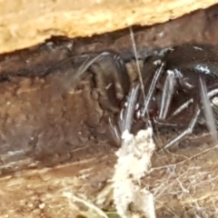 Steatoda sp. (genus) at Holt, ACT - suppressed