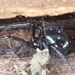 Steatoda sp. (genus) at Holt, ACT - suppressed