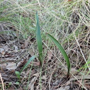 Thelymitra brevifolia at Cook, ACT - suppressed