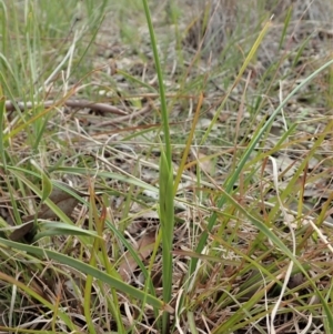 Diuris sp. (hybrid) at Cook, ACT - suppressed