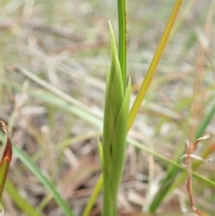 Diuris sp. (hybrid) at Cook, ACT - suppressed