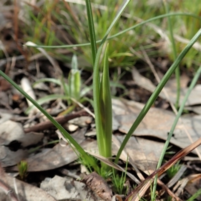 Diuris chryseopsis (Golden Moth) at Cook, ACT - 31 Aug 2021 by CathB