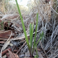 Diuris nigromontana (Black Mountain Leopard Orchid) at Mount Painter - 31 Aug 2021 by CathB