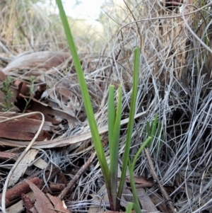 Diuris nigromontana at Cook, ACT - 31 Aug 2021