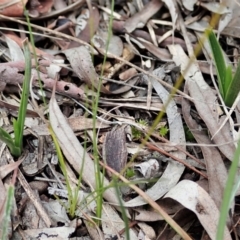 Diuris sulphurea (Tiger Orchid) at Cook, ACT - 31 Aug 2021 by CathB