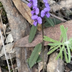 Hovea heterophylla (Common Hovea) at Mount Jerrabomberra QP - 31 Aug 2021 by cherylhodges