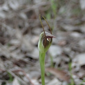 Pterostylis pedunculata at Holt, ACT - 30 Aug 2021