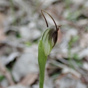 Pterostylis pedunculata at Holt, ACT - 30 Aug 2021