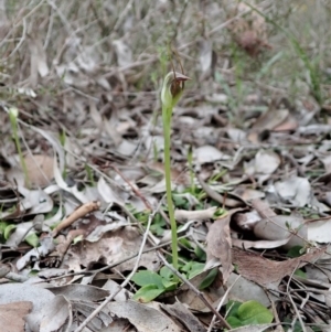 Pterostylis pedunculata at Holt, ACT - 30 Aug 2021