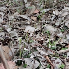 Pterostylis pedunculata at Holt, ACT - 30 Aug 2021