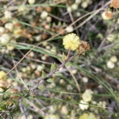 Acacia gunnii (Ploughshare Wattle) at Mount Jerrabomberra - 31 Aug 2021 by cherylhodges
