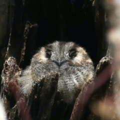 Aegotheles cristatus (Australian Owlet-nightjar) at Majura, ACT - 31 Aug 2021 by jbromilow50