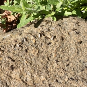 Iridomyrmex sp. (genus) at Aranda, ACT - 1 Sep 2021