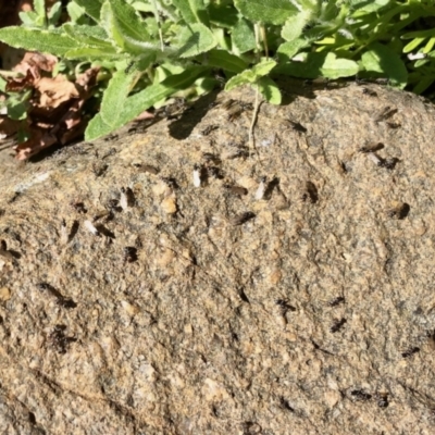 Iridomyrmex sp. (genus) (Ant) at Aranda, ACT - 1 Sep 2021 by KMcCue