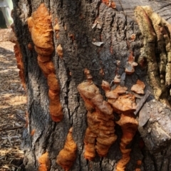 Unverified Fungus at Aranda, ACT - 1 Sep 2021 by KMcCue