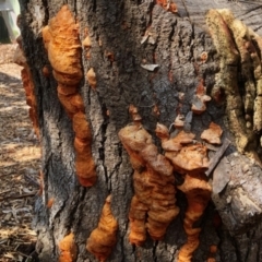 Unidentified Fungus at Aranda, ACT - 1 Sep 2021 by KMcCue