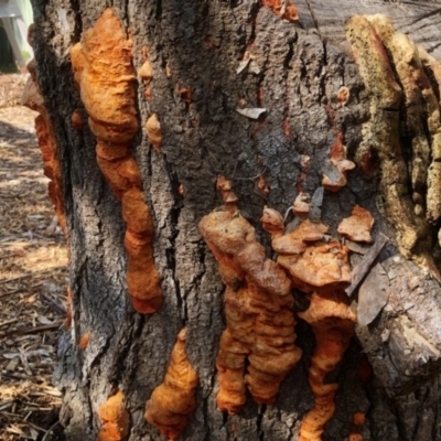 Unverified Fungus at Aranda, ACT - 1 Sep 2021 by KMcCue