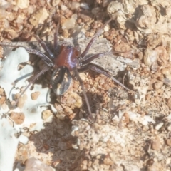 Habronestes bradleyi (Bradley's Ant-Eating Spider) at Googong, NSW - 1 Sep 2021 by WHall