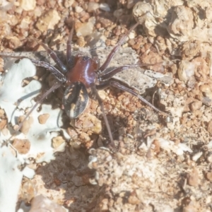 Habronestes bradleyi at Googong, NSW - 1 Sep 2021