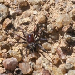 Habronestes bradleyi at Googong, NSW - 1 Sep 2021