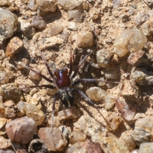 Habronestes bradleyi at Googong, NSW - 1 Sep 2021 11:37 AM