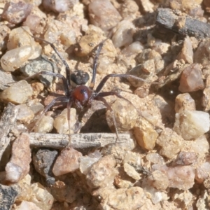 Habronestes bradleyi at Googong, NSW - 1 Sep 2021