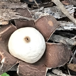 Geastrum sp. at Garran, ACT - 27 Aug 2021