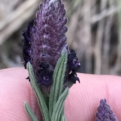 Lavandula stoechas (Spanish Lavender or Topped Lavender) at Garran, ACT - 27 Aug 2021 by Tapirlord