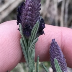 Lavandula stoechas at Garran, ACT - 27 Aug 2021