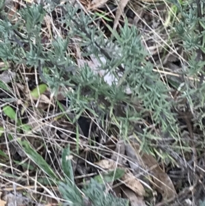 Lavandula stoechas at Garran, ACT - 27 Aug 2021