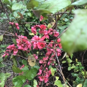 Chaenomeles speciosa at Garran, ACT - 27 Aug 2021