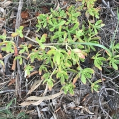 Sedum praealtum at Garran, ACT - 27 Aug 2021 by Tapirlord