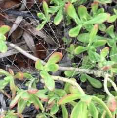 Sedum praealtum at Garran, ACT - 27 Aug 2021