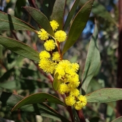 Acacia rubida (Red-stemmed Wattle, Red-leaved Wattle) at Woodstock Nature Reserve - 1 Sep 2021 by tpreston