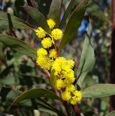 Acacia rubida (Red-stemmed Wattle, Red-leaved Wattle) at Holt, ACT - 1 Sep 2021 by tpreston