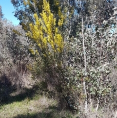 Acacia rubida at Holt, ACT - 1 Sep 2021 01:20 PM