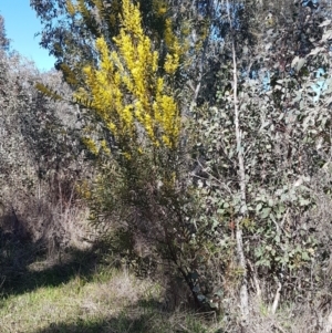 Acacia rubida at Holt, ACT - 1 Sep 2021 01:20 PM