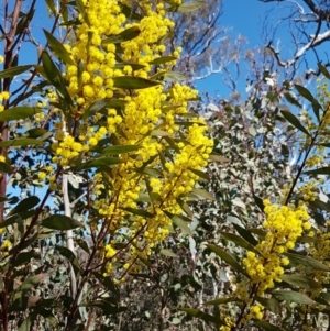 Acacia rubida at Holt, ACT - 1 Sep 2021 01:20 PM