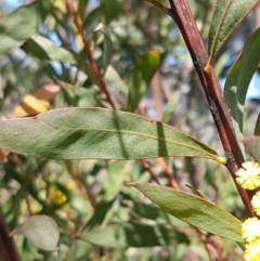 Acacia rubida at Holt, ACT - 1 Sep 2021 01:20 PM