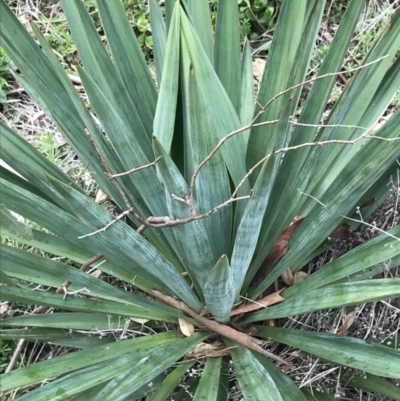Yucca (genus) at Garran, ACT - 27 Aug 2021 by Tapirlord