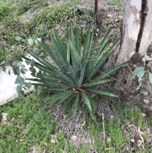 Yucca sp. at Garran, ACT - 27 Aug 2021