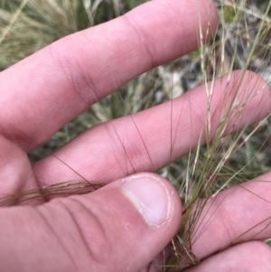 Austrostipa scabra at Garran, ACT - 27 Aug 2021 02:46 PM