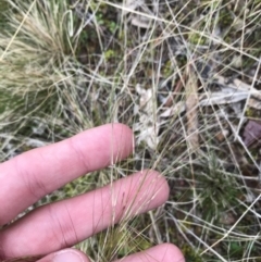 Austrostipa scabra at Garran, ACT - 27 Aug 2021 02:46 PM