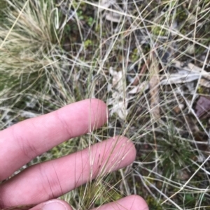 Austrostipa scabra at Garran, ACT - 27 Aug 2021 02:46 PM